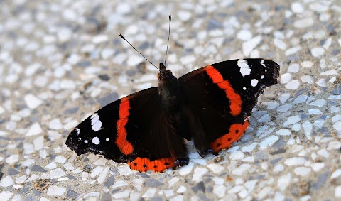 Explanation of Red Admiral Butterfly