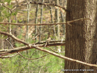 Eastern Phoebe