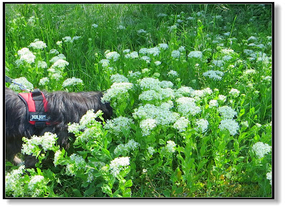 Wiesenblumen