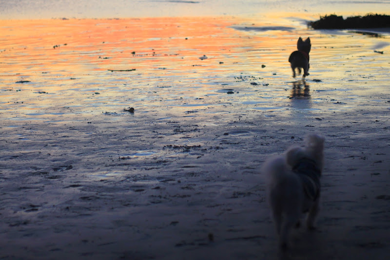 Dog Friendly Carmel Beach Carmel-by-the-Sea Weekend Getaway