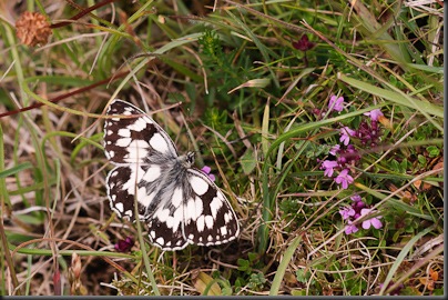 Marbled White