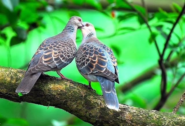 Sweet & Beautiful Love Pigeons HD Wallpaper Dowload