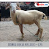 Domba Lokal Type D #L25