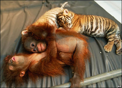 picture of chimp and tiger cub