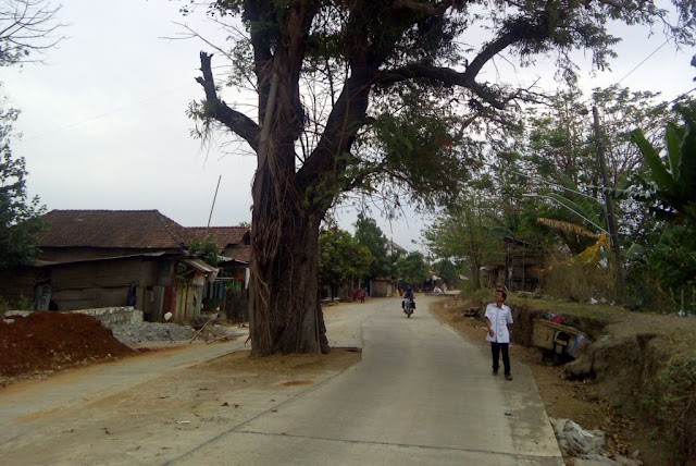 Di Jepara Ada Pohon Tua yang Tumbuh Ditengah Jalan