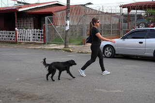 Dog crossing street with woman in Puriscal.