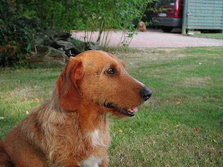 Basset Fauve de Bretagne Dog