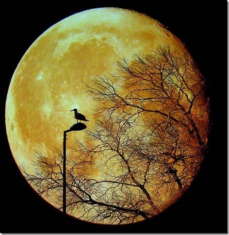 The moon
