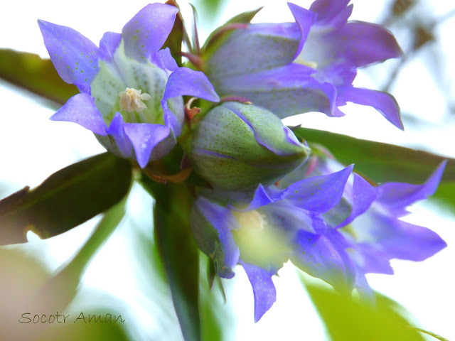 Gentiana scabra