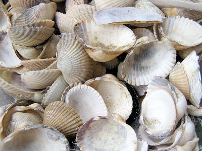 sea shells