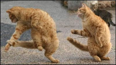 Funny dancing cats.