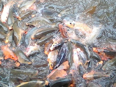 Kandungan Zat Zat Gizi Di Ikan  Mas  Dapat Membantu 