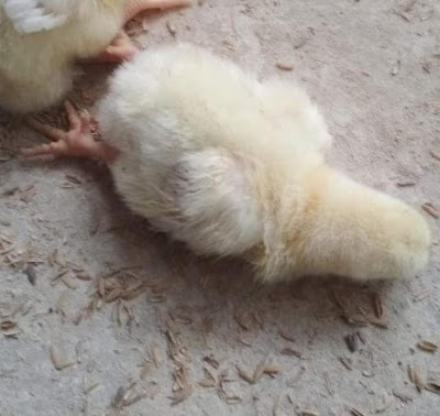 Severe prostration at coccidiosis in chicks