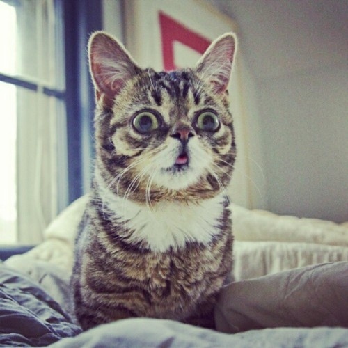 Lil Bub is a Nature's Happy Accident cat, cute lil bub, lil bub pictures