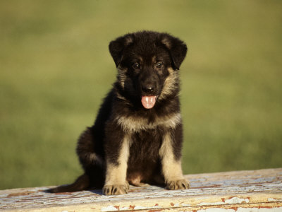 cute german shepherd puppies pictures