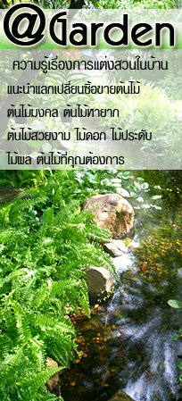 @ Garden ศูนย์รวม ต้นไม้ ไม้ดอก ไม้ประดับ ไม้ผล ไม้หายาก ออกแบบตกแต่งสวน สวนหย่อมภายในบ้าน