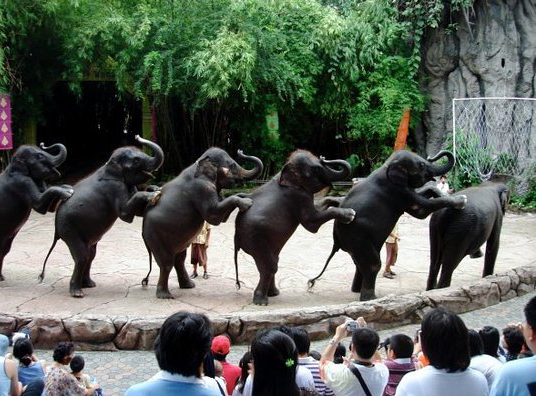 Safari World ở Thái Lan - Địa điểm du lịch không thể bỏ qua