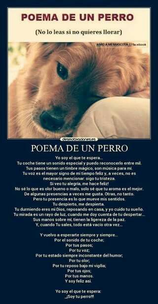 Poema de un perro "Yo soy el que te espera"