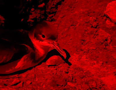 Photograph of a Manx shearwater lit by red light