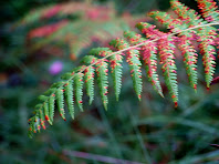 Frondes de la falguera aquilina