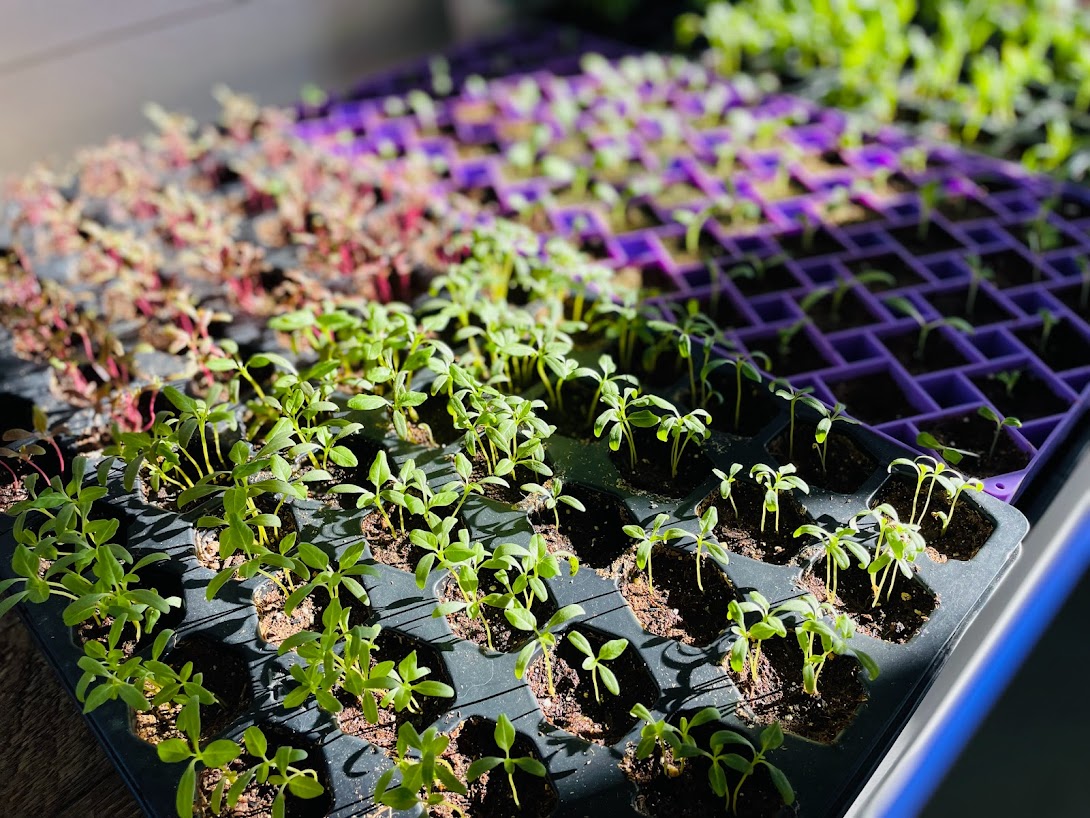 seedlings-sprouting-greenhouse-gardening