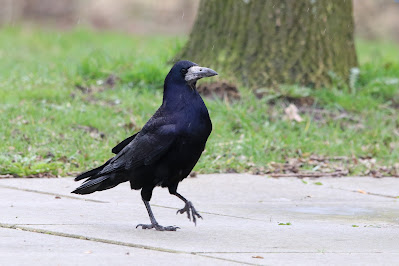 Roek - Roek - Corvus frugilegus