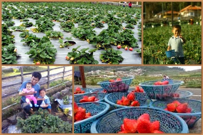 wisata memetik strawberry tawangmangu solo