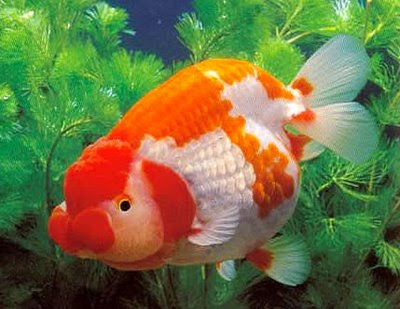 ikan maskoki juga dianggap sebagai ikan yang paling cantik dan