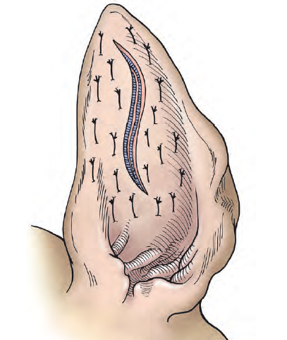 conchectomy-surgery-dog