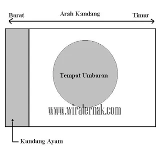 cara membuat kandang ayam kampung