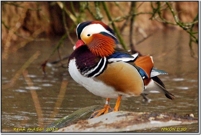 Slimbridge WWT - february