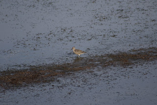 Red Knot