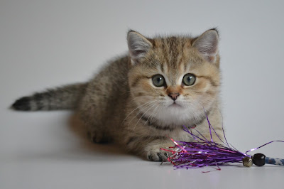 Blach golden tabby British shorthair