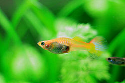 Why Baby  Guppies died easily Ways to take care of Baby  