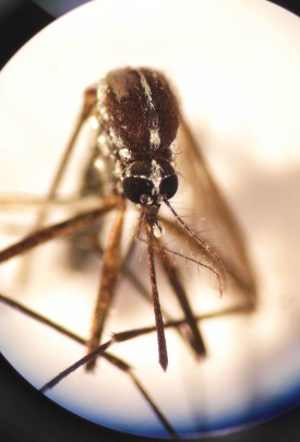 "Asian Tiger Mosquito" detected in Kyrenia