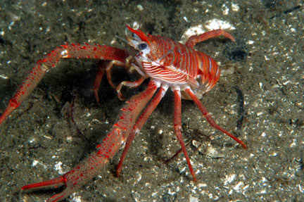 Areapublik Ini DIa 7 Hewan  Unik Yang  Hidup Di Laut  Terdalam