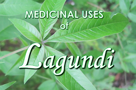 Among the herbal plants, Vitex Negundo or Lagundi is one of the  medicinal plants recognized by The Department of Health in the Philippines. Studies show that lagundi contains chrysoplenol D that relaxes the muscles and has anti-histamine properties. It also contains isoorientin, casticin, luteolin-7-0-glucoside and other things that release antihistamine effect.it also suppress leukotriene,a vital property that prevents asthma. Every part of this plant like the leaves, roots, flowers and the seeds can be used as a medicine. Advertisement        Sponsored Links     Lagundi also appears to have analgesic effects according to studies, lagundi can be lined up with medicines like aspirin in terms of efficacy.  DIFFERENT PARTS OF LAGUNDI AND ILLNESSES THEY CAN CURE:  LEAVES: Asthma A cough Fever Flu  FLOWERS: Diarrhea Cholera Fever Liver Problems Recommended strengthening the heart.  SEEDS: Inflammation in the mouth Skin diseases Leprosy  ROOTS: Constipation Rheumatism Colic Intestinal Worms Boils  PREPARATION:  TEA: Wash the leaves thoroughly and mince it into small pieces. Measure one cups of water for every one cup of freshly minced lagundi leaves. Boil it in a low fire for 15 minutes. Set to cool and strain. For a cough and asthma, drink 1/3 cup 2 times a day. For fever and flu,1/3 cup every 4 hours. Tea preparation procedure can also be used for flowers, seeds, and roots.  READ MORE:  Find Out Which Country Has The Fastest Internet Speed Using This Interactive Map      Find Out Which Is The Best Broadband Connection In The Philippines   Best Free Video Calling/Messaging Apps Of 2018    Modern Immigration Electronic Gates Now At NAIA    ASEAN Promotes People Mobility Across The Region    You Too Can Earn As Much As P131K From SSS Flexi Fund Investment    Survey: 8 Out of 10 OFWS Are Not Saving Their Money For Retirement    Can A Virgin Birth Be Possible At This Millennial Age?    Dubai OFW Lost His Dreams To A Scammer    Support And Protection Of The OFWs, Still PRRD's Priority