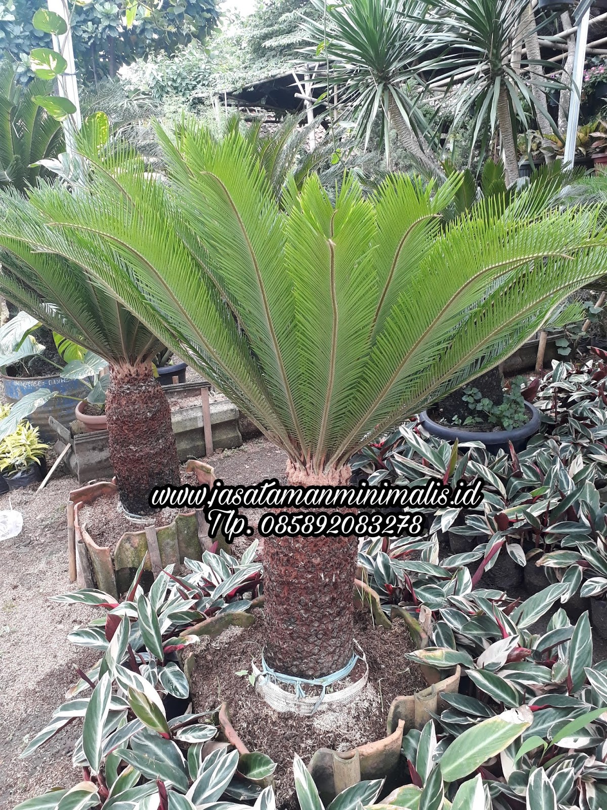 Jual Tanaman Sikas Harga Pohon Sikas Murah Tukang Taman Profesional Toko Tanaman Hias Pelindung Bunga Herbal Bonsai