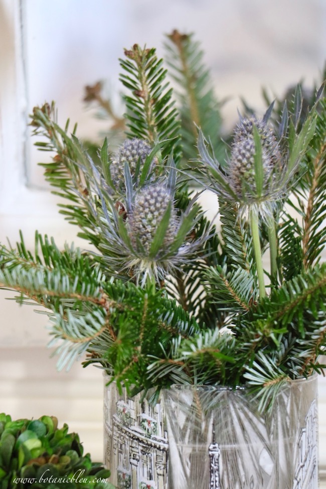 Eryngium, also called sea holly, adds contrast and texture to traditional Christmas evergreens.