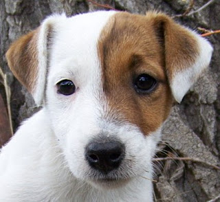 Jack Russell Cute Puppies