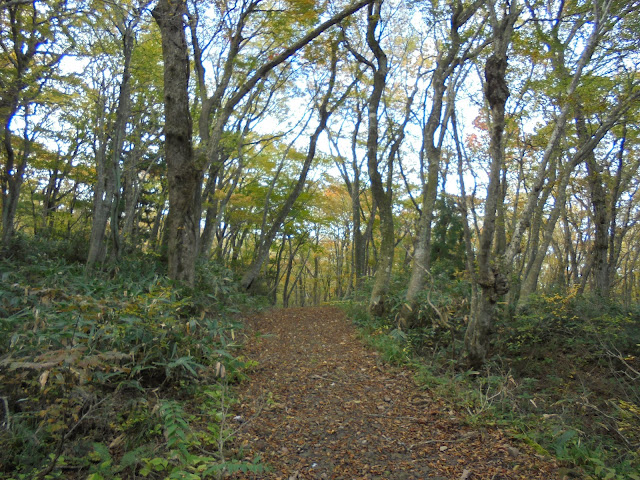 大山森の遊歩道