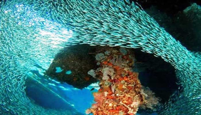 Tempat Menakjubkan Saat Berkunjung Ke Wakatobi  