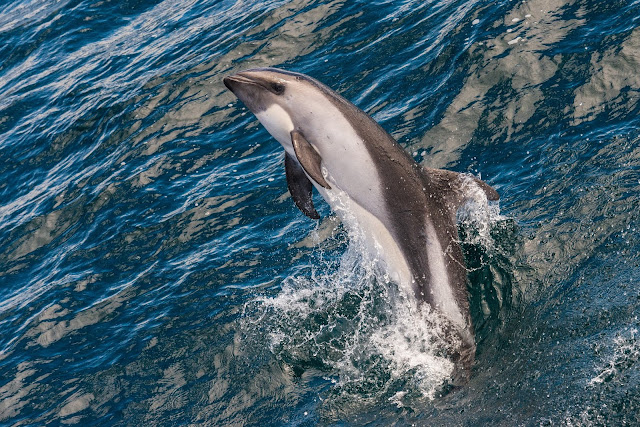 Dolphin in Falkland Ocean During Day time