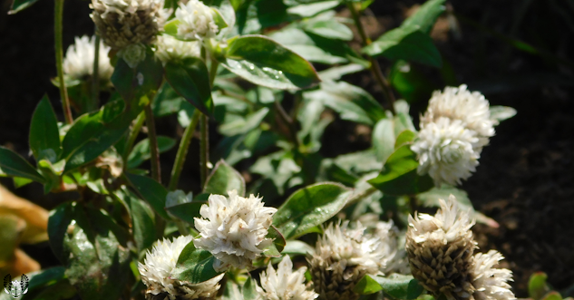 センニチコウ(千日紅)Gomphrena globosa