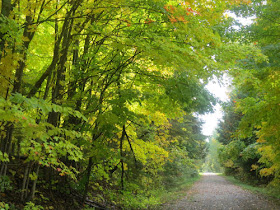 rail trail with sunny leaves
