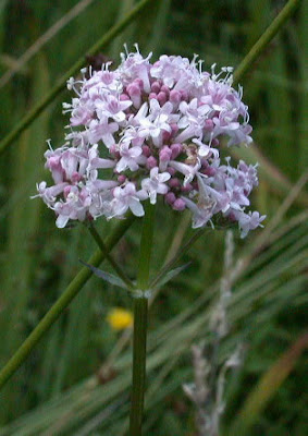 Valerian / Valeriana officinalis