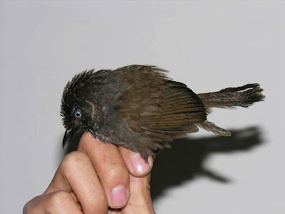 Bird Discovery News Babbler Discovered rare bird news babbler discovered new species of bird Nonggang Babbler wren babbler Bird Discovery News Babbler Discovered rare bird news babbler discovered new species of bird Nonggang Babbler wren babbler