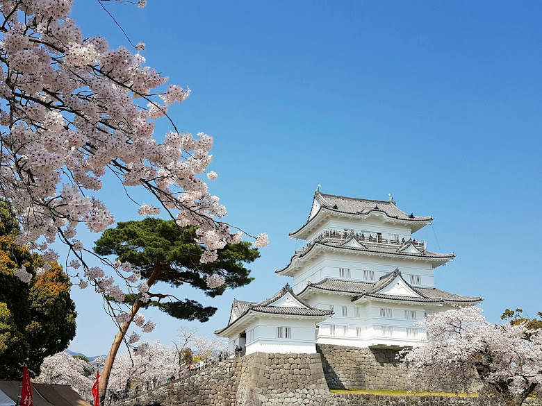 櫻花與小田原城