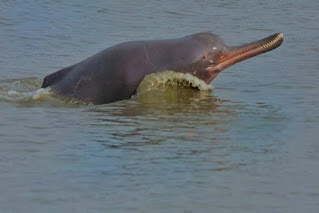 Gangetic Dolphins seen in ganga river during coronavirus lockdown