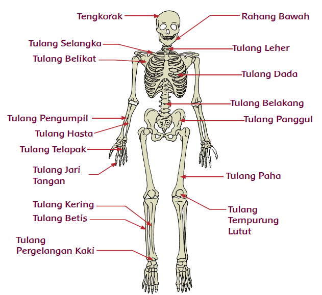 Menjelaskan Alat Gerak  dan Fungsinya Pada Manusia  Mikirbae